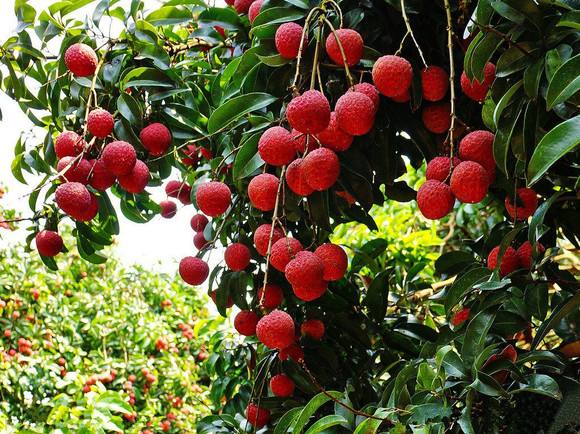 1656476536184223.jpg 20200623024331820.jpg